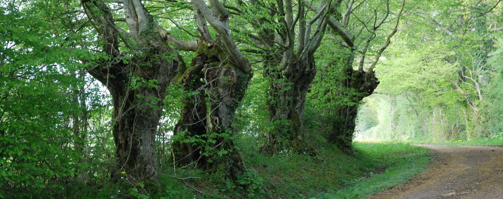 Station de Recherche Pluridisciplinaire des Metz - T