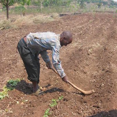 Enfouissement de feuilles de glyricidia sepium