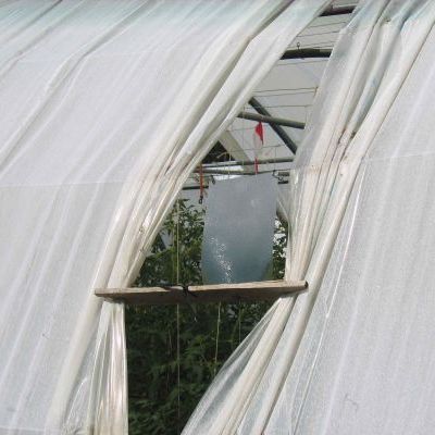 Vérification des insectes entrant dans les tunnels