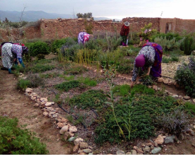 Le jardin agroécologique de France Maroc au Coeur