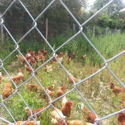 Les poules de la ferme