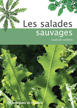Les salades sauvages, guide de cueillette